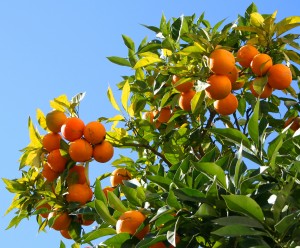 Oranges are a source of vitamin C