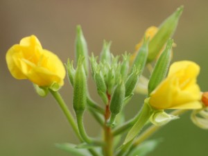 Evening Primrose Herb