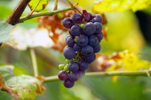Grapes with seeds