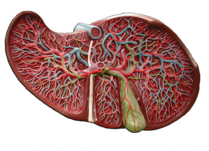 Model of a Liver Organ
