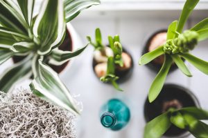 Houseplants for Healthy Home