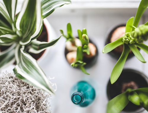 New Year, New Home, New You! 5 Houseplants That Can Improve Your Health