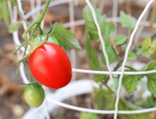 7 Nutritious Foods to Grow in Your Container Garden